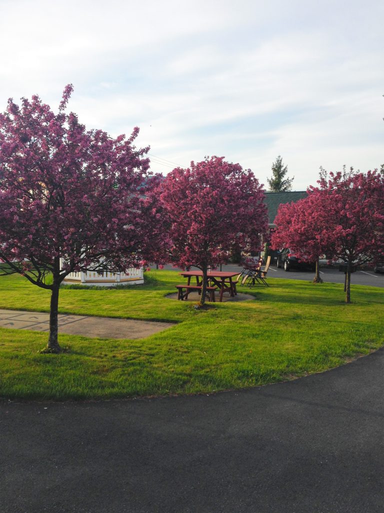 Purple leaved trees