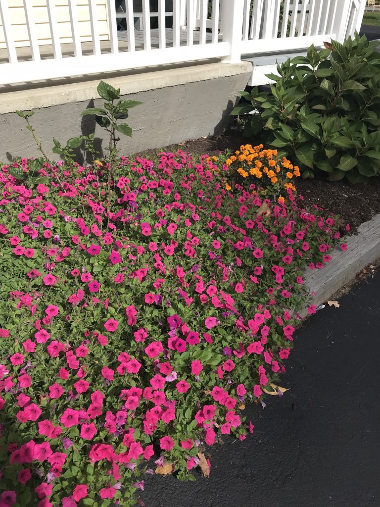 Flowerbeds around the motel